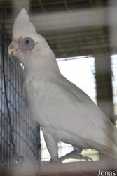 Mandai Birds Sanctuary
