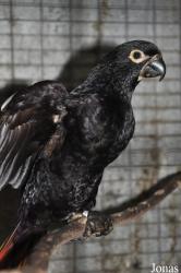 Mandai Birds Sanctuary