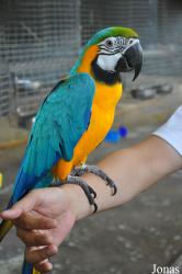 Mandai Birds Sanctuary