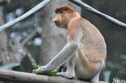 Singapore Zoo