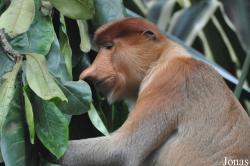 Singapore Zoo