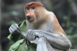 Singapore Zoo