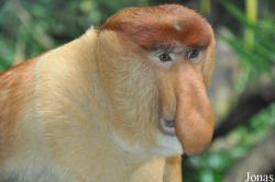 Singapore Zoo