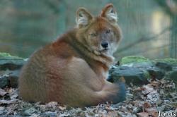Cuon alpinus