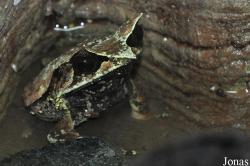 Singapore Zoo