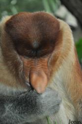 Singapore Zoo