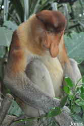 Singapore Zoo