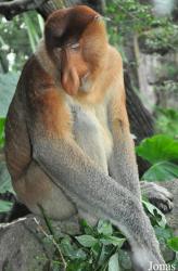 Singapore Zoo
