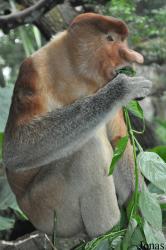 Singapore Zoo