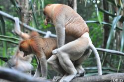 Singapore Zoo
