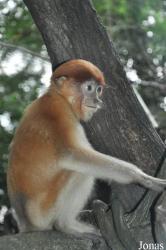 Singapore Zoo