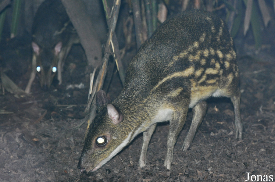 Singapore Zoo