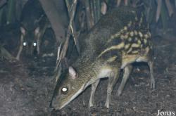 Singapore Zoo