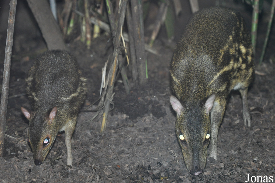 Singapore Zoo