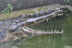 Singapore Crocodile Farm