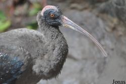 Jurong Bird Park