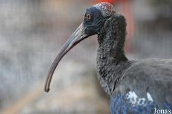 Jurong Bird Park