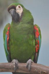 Jurong Bird Park
