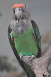 Jurong Bird Park