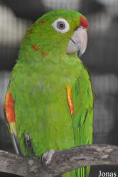 Psittacara finschi