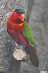 Lorius domicella