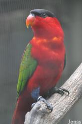 Jurong Bird Park