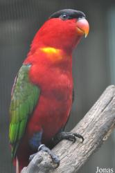 Jurong Bird Park