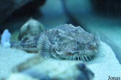 Agonidae