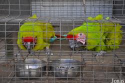 Mandai Birds Sanctuary