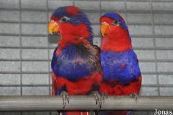 Mandai Birds Sanctuary