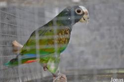 Mandai Birds Sanctuary