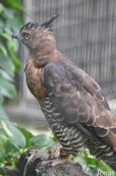 Jurong Bird Park