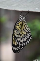 Butterfly Park & Insect Kingdom