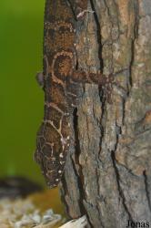 Butterfly Park & Insect Kingdom