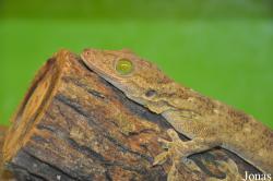 Butterfly Park & Insect Kingdom