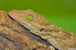 Butterfly Park & Insect Kingdom