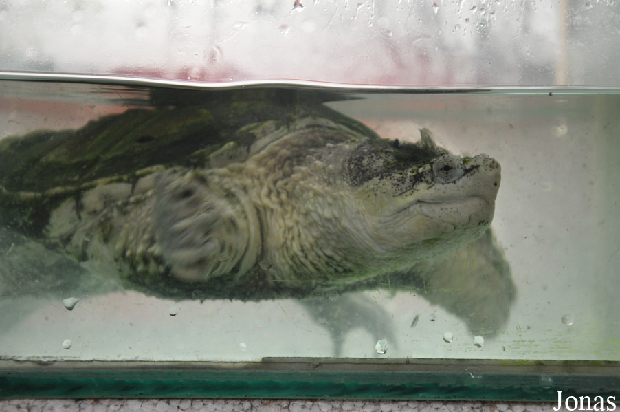 The Live Turtle & Tortoise Museum