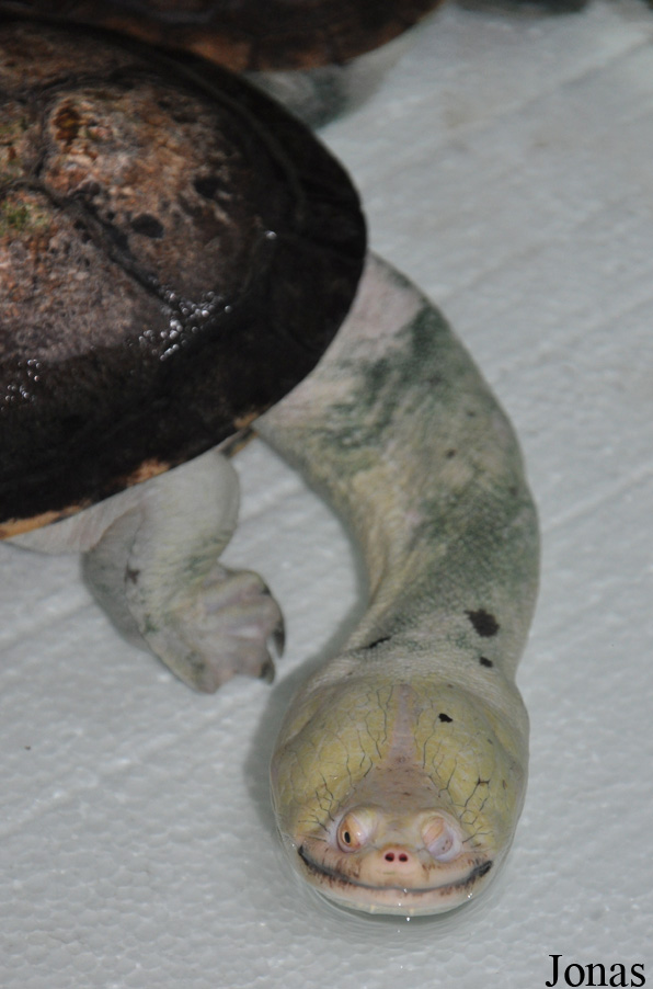 The Live Turtle & Tortoise Museum