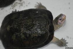 The Live Turtle & Tortoise Museum