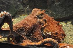 Enteroctopus dofleini
