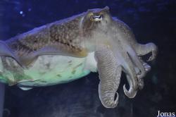 Sepia pharaonis