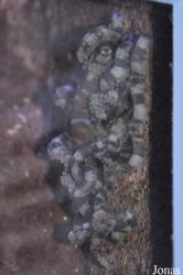 Thaumoctopus mimicus