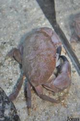 Myomenippe hardwickii