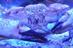 Menippidae