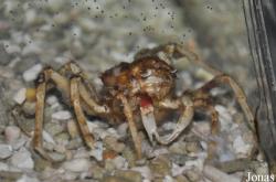 Camposcia retusa