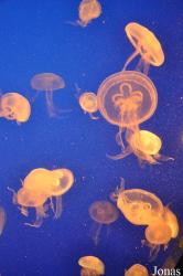 Underwater World Singapore