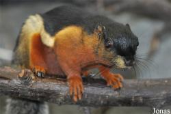 Callosciurus prevostii