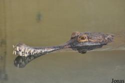 Tomistoma schlegelii