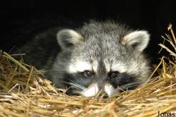 Parc Animalier de Sainte-Croix