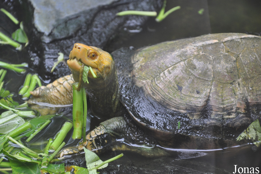 Taman Rama-Rama & Reptilia Melaka